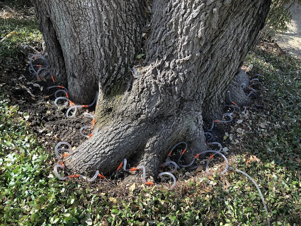 Detailed Tree Cabling and Bracing job site in Franklin Grove