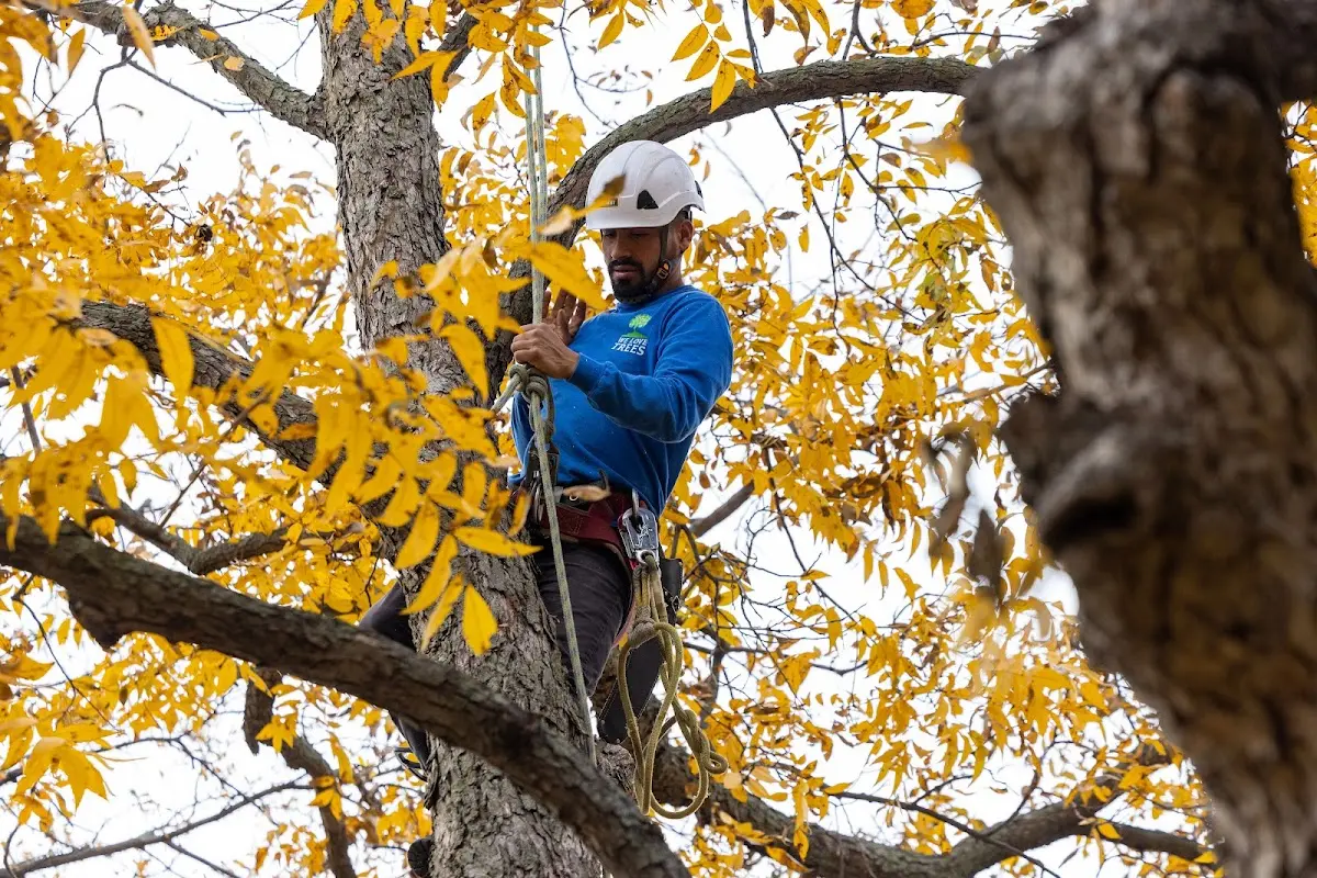 Skilled Tree Pruning crew working in Franklin Grove