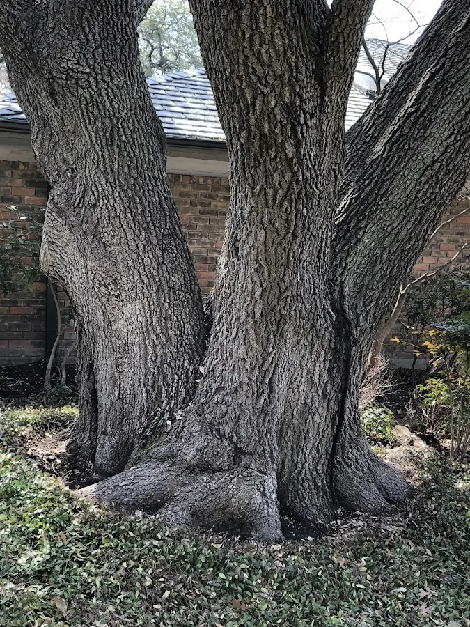 Mature heritage tree close to a Franklin Grove property cared for by certified arborists