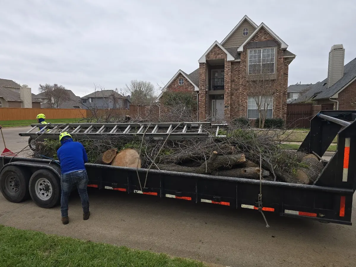 Expert Tree Removal with proper safety equipment in Franklin Grove